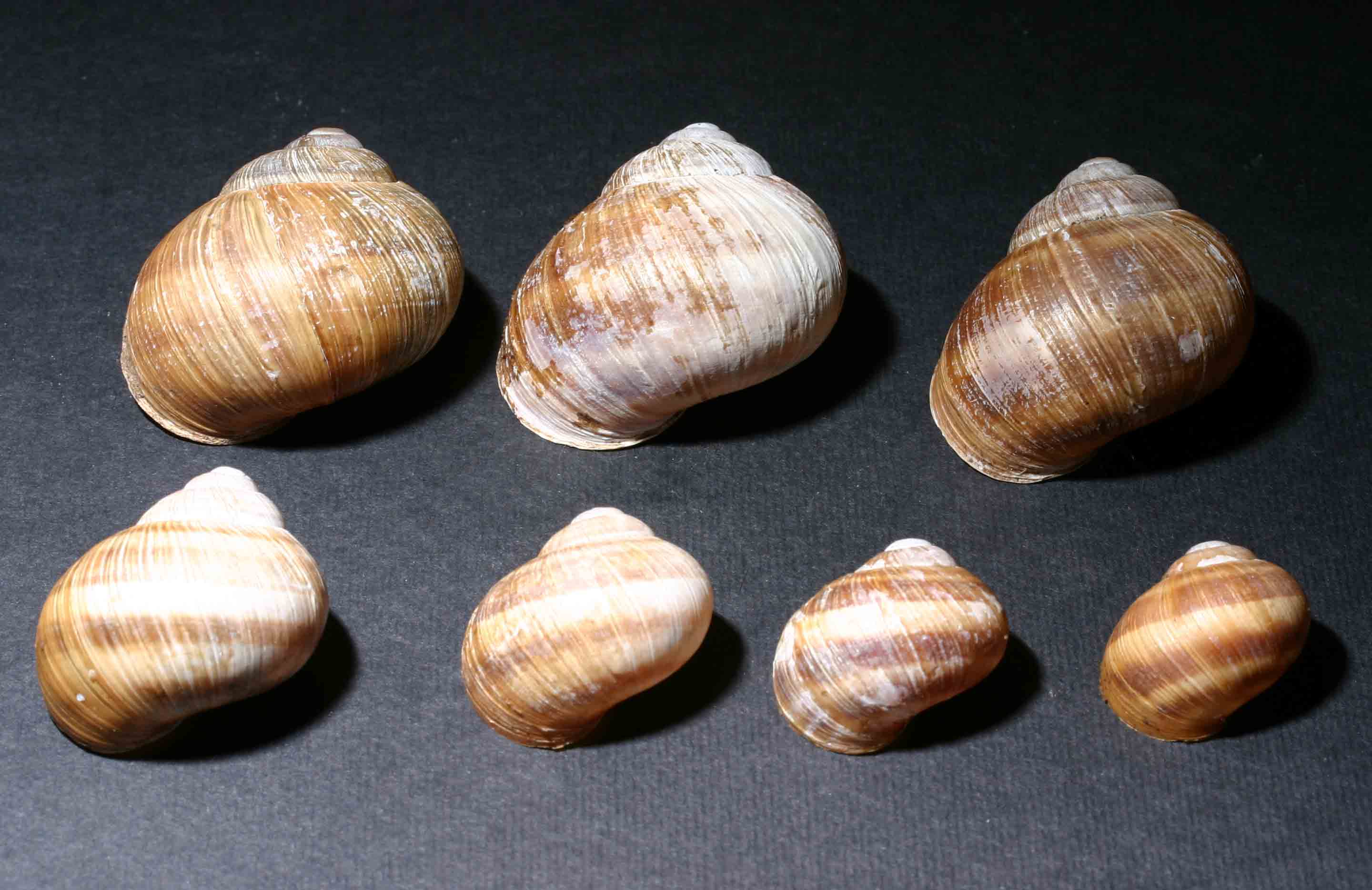 Helix (Helix) pomatia Linnaeus, 1758 - Dolomiti bellunesi